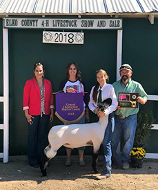 Hornecker Livestock Winners